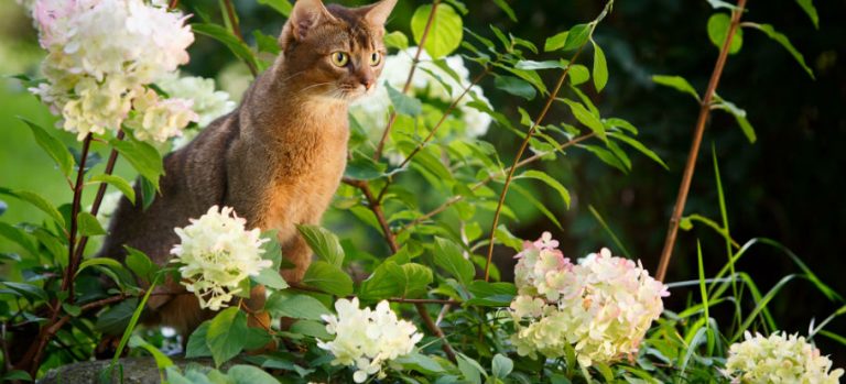 How to ACTUALLY Stop Cats from Fouling in Your Garden for Good?