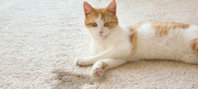 Effective Methods to Clean Dried Cat Urine From Carpet – FS UK