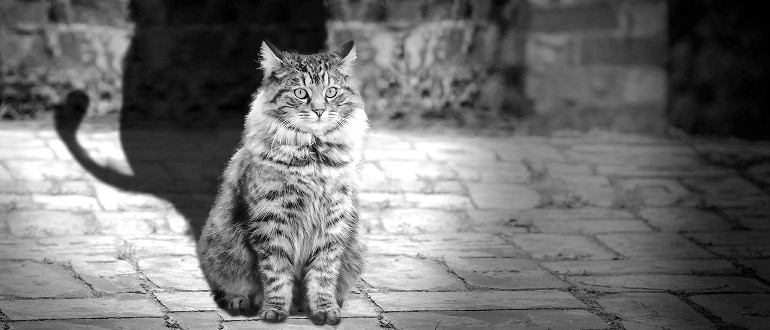 cat and silhouette of lion