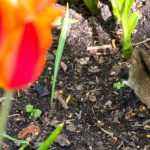 How to Get Rid of Rats and Mice in The Garden