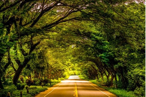 forest road